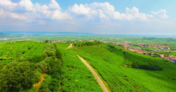 Die Weinberge auf den italienischen Hügeln. — Stockfoto