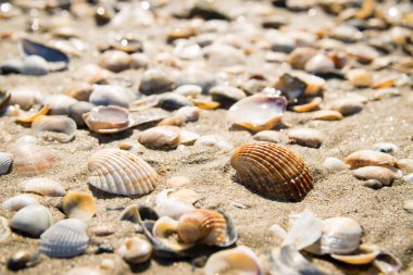 Kabukları üzerinde deniz kıyısı.