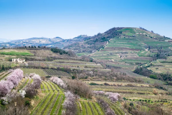 Vinhedos sobre as colinas na primavera, Soave, Itália — 스톡 사진