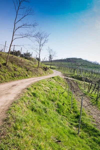 Vinice na kopcích, na jaře, Itálie — Stock fotografie