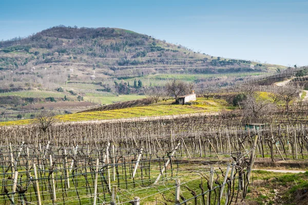Wijngaarden op de heuvels in het voorjaar, Italië — Stockfoto