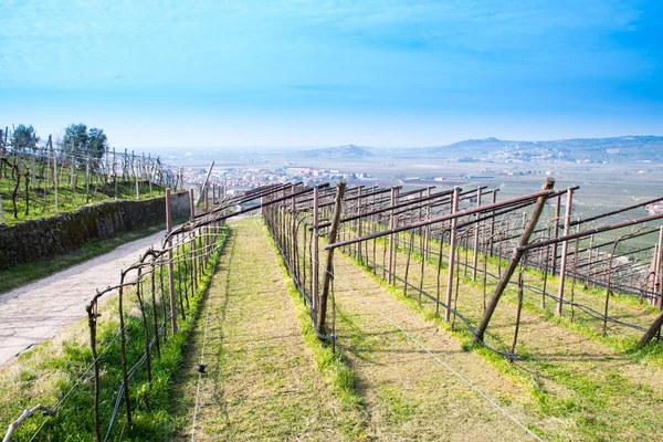 Viñedos en las colinas en primavera, Italia —  Fotos de Stock