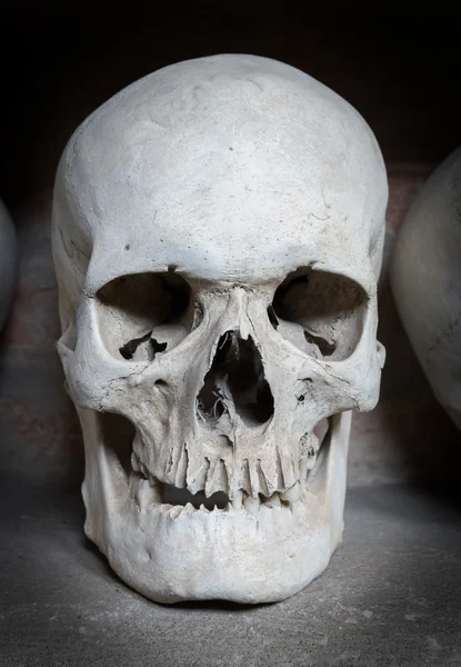 Menselijke schedel in een catacombe — Stockfoto