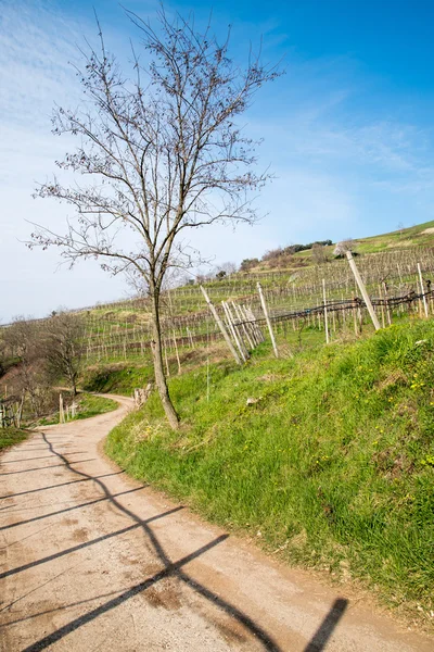 Viñedos en las colinas en primavera, Italia —  Fotos de Stock