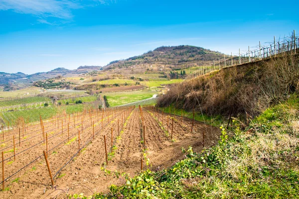 Weinberge auf den Hügeln im Frühling, Italien — Stockfoto