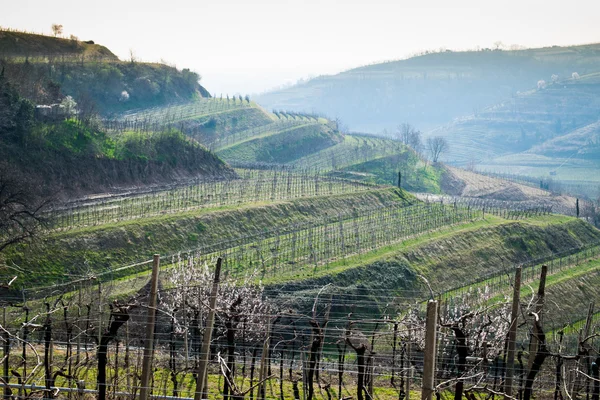 Wijngaarden op de heuvels in het voorjaar, Italië — Stockfoto