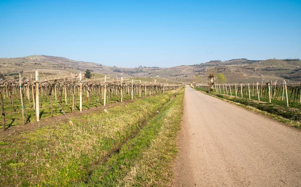 Viñedos en las colinas en primavera, Italia — Foto de Stock