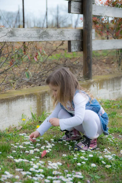 Kind verzamelt madeliefjes in een speeltuin — Stockfoto