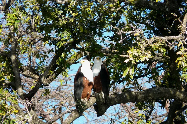 A pair of river eagles holding over a tree branch in Chobe National Park, Botswana — Stock Photo, Image