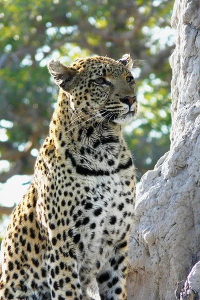 Ensom kvindelig leopard venter stille over en bakke på udkig efter hende bede i Pom-Pom Island privat spil reserve, Okavango delta, Botswana, Afrika - Stock-foto