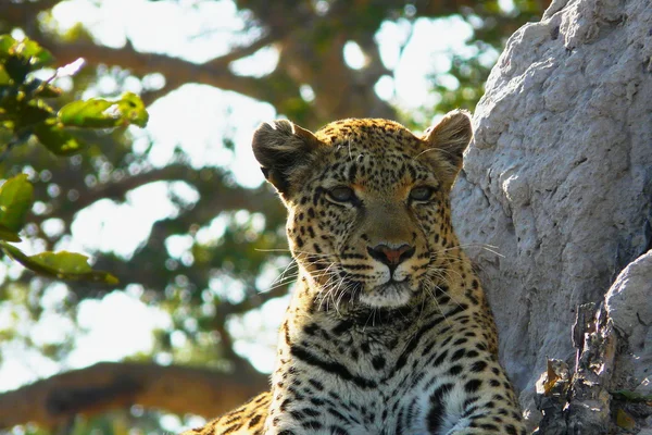 Une léopard solitaire attend tranquillement sur une colline à la recherche de sa prière dans la réserve privée de gibier de l'île Pom-Pom, delta de l'Okavango, Botswana, Afrique Photos De Stock Libres De Droits