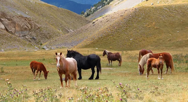 Vahşi atlar Pyrenees highlands, Catalonia, İspanya'da rahatlatıcı sürüsü — Stok fotoğraf