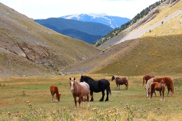 Vahşi atlar Pyrenees highlands, Catalonia, İspanya'da rahatlatıcı sürüsü — Stok fotoğraf