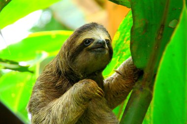Sloth in Puerto Viejo, Costa Rica. clipart
