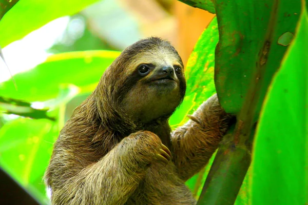 Pereza en Puerto Viejo, Costa Rica . — Foto de Stock