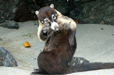 Beyaz burunlu coati saluting içinde manuel antonio Milli Parkı, Kosta Rika