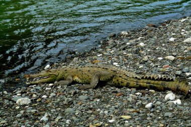 Timsah portre sirena river Haliç corcovado Milli Park, Kosta Rika yılında