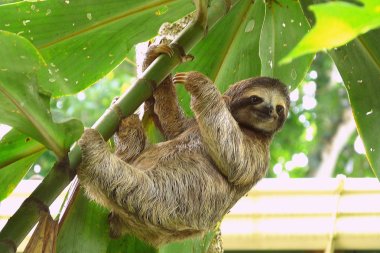 Sloth in Puerto Viejo, Costa Rica. clipart