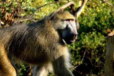 Yalnız babun ponpon Island, okavango delta, botswana, Afrika.