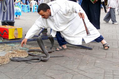Marrakech, Fas - 20 Nisan 2014: çapkın bakan Mısırlı Kobralar djemaa el fna, kare, insanlığın sözlü ve somut olmayan miras bir başyapıt olarak unesco tarafından tanınan bir yer