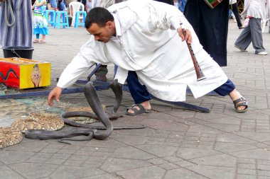 Marrakech, Morocco - April 20th of 2014: Snake charmer facing egyptian cobras at Djemaa el Fna square, a place recognized by UNESCO as a masterpiece of the Oral and Intangible Heritage of Humanity clipart
