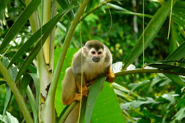 Precioso mono ardilla en el Parque Nacional Manuel Antonio, Costa Rica — Foto de Stock