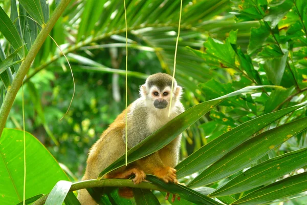 Eekhoorn aap in manuel antonio Nationaalpark, costa rica — Stockfoto