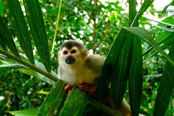 Precioso mono ardilla en el Parque Nacional Manuel Antonio, Costa Rica — Foto de Stock