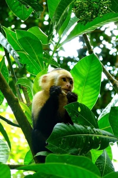 Başlıklı Maymun yeme böcek manuel antonio Milli Parkı, Kosta Rika — Stok fotoğraf