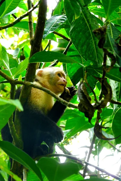 Macaco de cara branca comendo inseto no Parque Nacional Manuel Antonio, Costa Rica — Fotografia de Stock