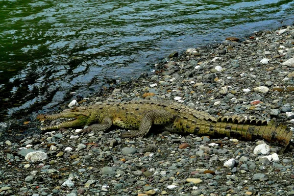 Primer plano del cocodrilo en el estuario del río Sirena en el Parque Nacional Corcovado, Costa Rica — Foto de Stock