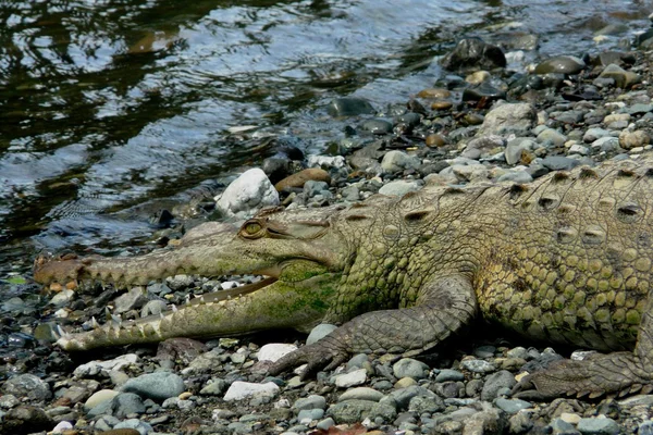 Penutup buaya di muara sungai Sirena di Taman Nasional Corcovado, Kosta Rika — Stok Foto