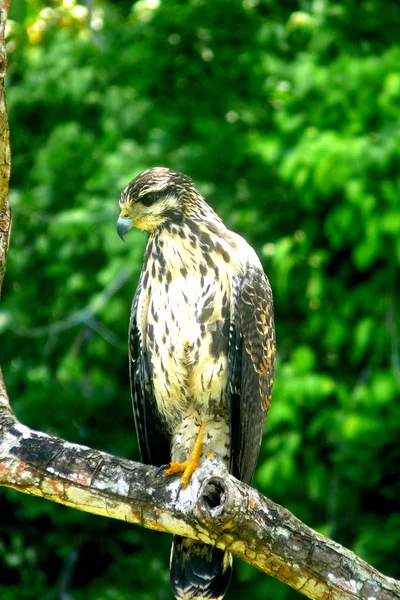 Águia no Parque Nacional do Corcovado, Costa Rica — Fotografia de Stock