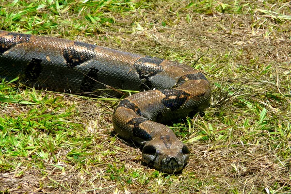 Boa corcovado Milli Park, Kosta Rika
