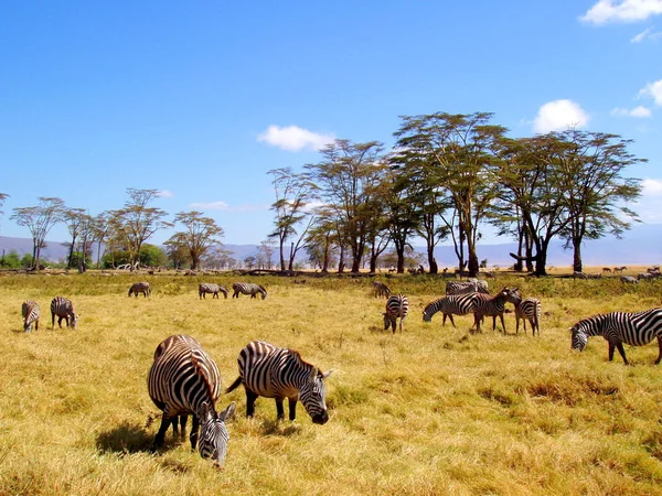 Groupe de zèbres dans le cratère de Ngorongoro, Tanzanie . — Photo