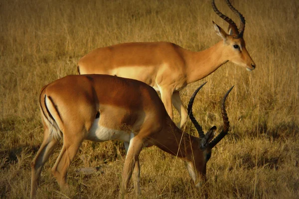 Impalas in de Okavangodelta, moremi kruising, botswana, Afrika. — Stok fotoğraf