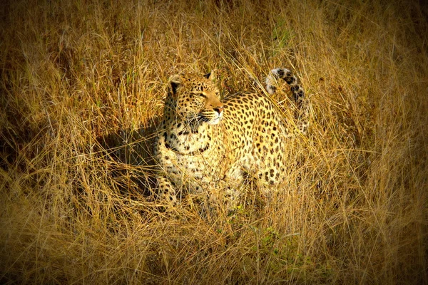 Leopardo fêmea caminha pela Savannah perseguindo por sua oração em Pom Pom Island reserva de caça privada, Okavango delta, Botswana, África — Fotografia de Stock