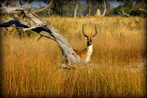 Impala in Okavango Delta, Moremi Crossing, Botswana, Africa. — Foto Stock