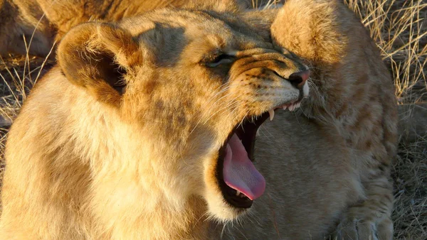 ビクトリアの滝ジンバブエのアフリカの若いライオン — ストック写真