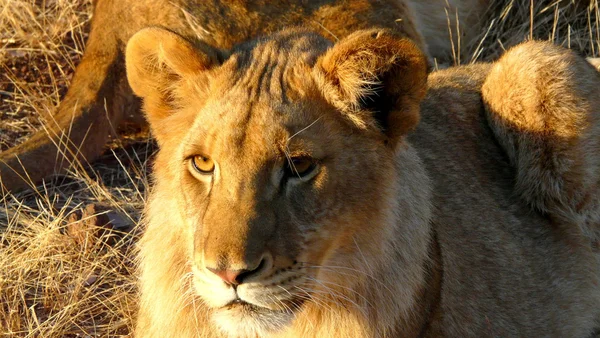 Jeune lion au Zimbabwe, Victoria Falls, Afrique — Photo