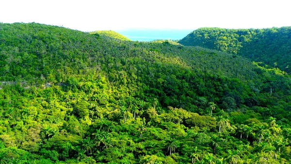 Uitgebreide Cubaanse jungle gezien vanaf de weg die van havana naar varadero loopt — Stockfoto