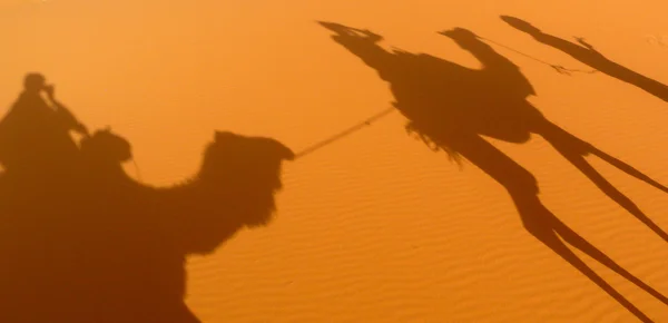 Um par de sombras de camelo projetadas sobre o mar de dunas de areia vermelha Erg Chebbi, Marrocos — Fotografia de Stock