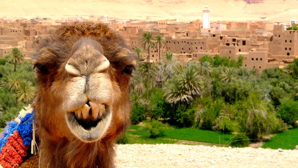 Retrato de un camello que descansa cerca de un bosque de palmeras en un pueblo de Tinerhir cerca de Georges Todra, Marruecos . — Foto de Stock