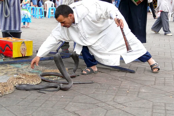 Marrakech, Morocco - April 20th of 2014: Snake charmer facing egyptian cobras at Djemaa el Fna square, a place recognized by UNESCO as a masterpiece of the Oral and Intangible Heritage of Humanity — Stock Photo, Image