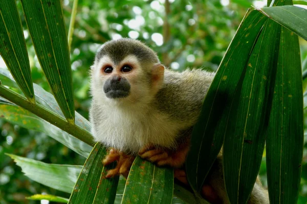 Beau singe écureuil dans le parc national Manuel Antonio, Costa Rica Photos De Stock Libres De Droits