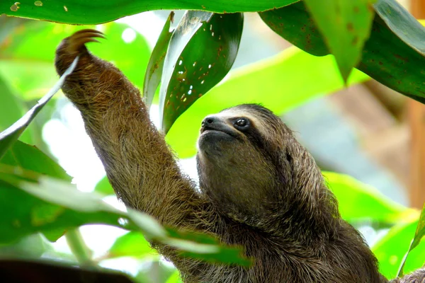 Sloth à Puerto Viejo, Costa Rica . Images De Stock Libres De Droits