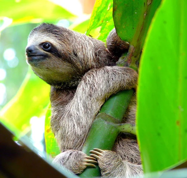 Sloth à Puerto Viejo, Costa Rica . Photos De Stock Libres De Droits