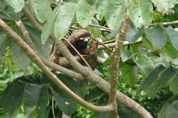 Three toed sloth resting over a branch close to Canopy Tower lodge, Soberania National Park, Panama — Stock Photo, Image