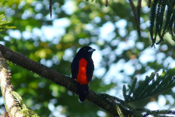 Lonely Crimson Backed Tanager debout sur une branche à Boquete Garden Inn lodge, les Highlands, Panama . — Photo