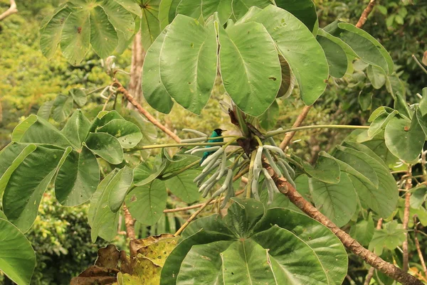 孤立した緑蜂蜜クリーパー、キャノピー タワー ロッジ、パナマに近い枝の上に立って. — ストック写真
